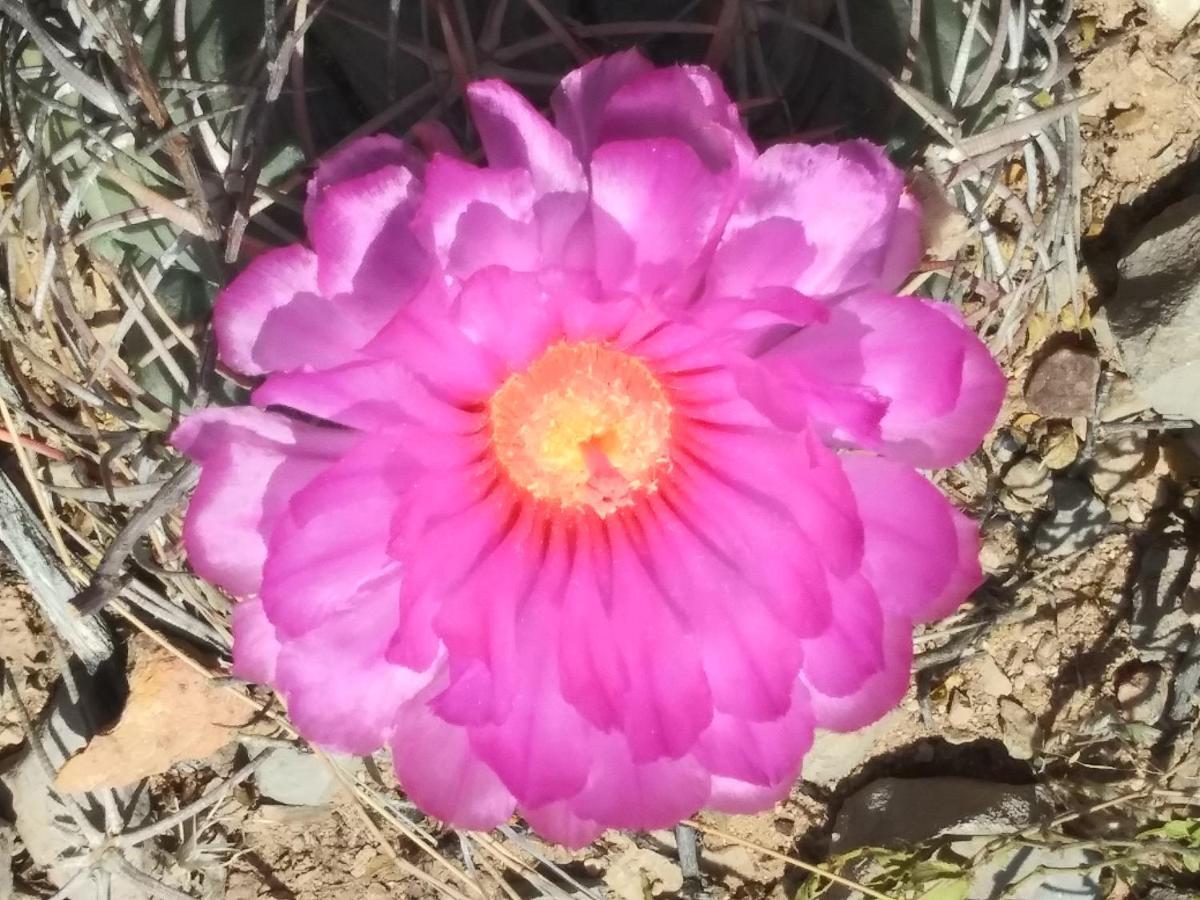 Camping At Desert Gardens Oasis At Lobo, Texas Van Horn Esterno foto